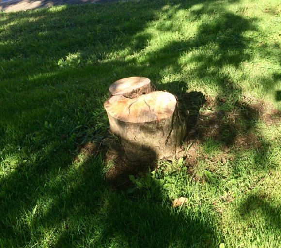 Roosevelt Island Tree Devastation Abandoned tree stump, Octagon Field.